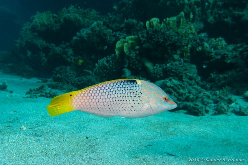 Checkerboard wrasse (Halichoeres hortulanus)