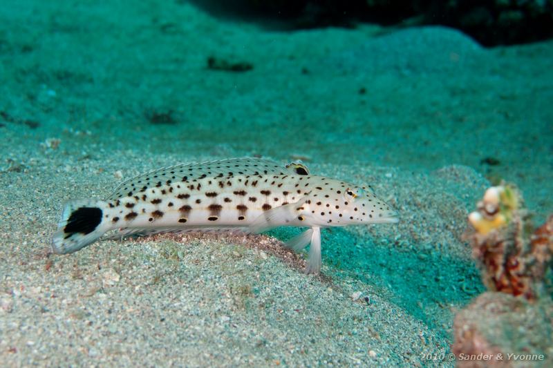 Speckled sandperch (Parapercis hexophthalma)