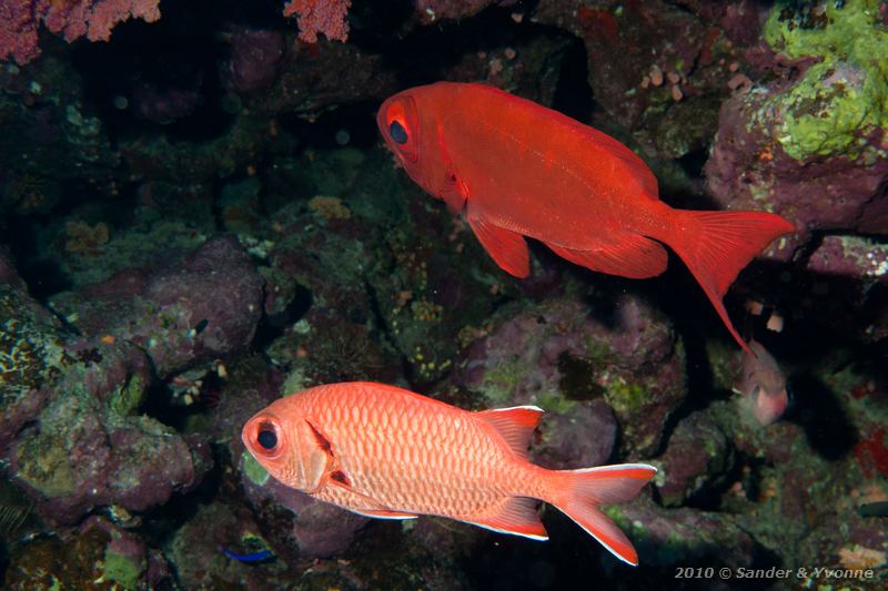 Common bigeye (Priacanthus hamrur) with white-edged soldierfish (Myripristis murdjan)