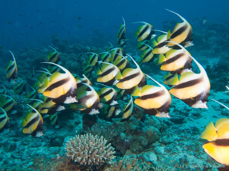 Red sea bannerfish (Heniochus intermedius)