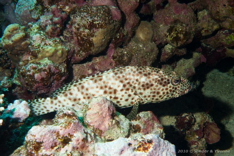 Greasy grouper (Epinephelus tauvina)