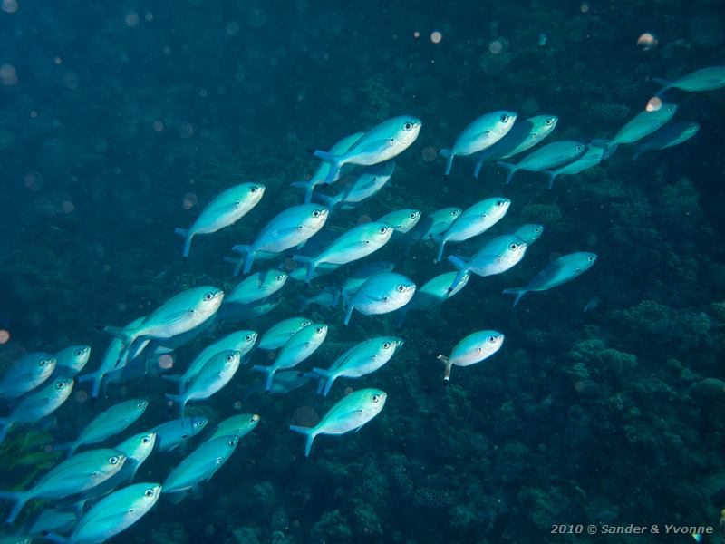 Lunar fusiliers (Caesio lunaris)