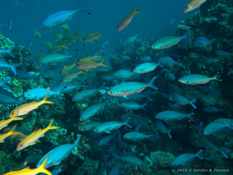 Lunar fusiliers (Caesio lunaris) with Red sea fusilier (Caesio suevica) and yellowfin goatfish (Mulloides vanicolensis)