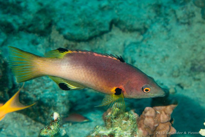 Axilspot hogfish (Bodianus axillaris)