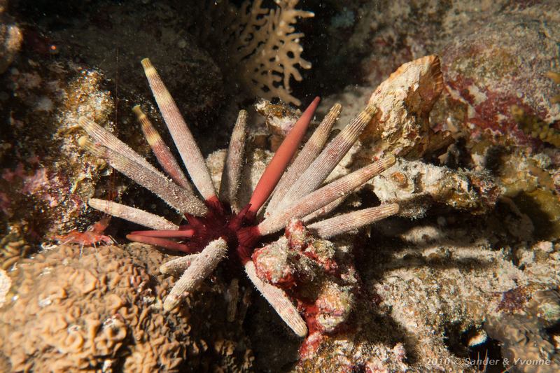 Lance urchin (Phyllacanthus imperialis)