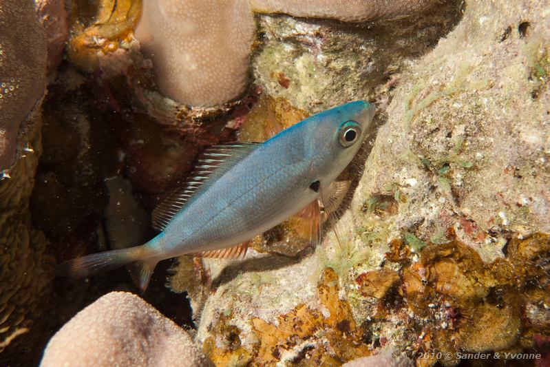 Lunar fusilier (Caesio lunaris)