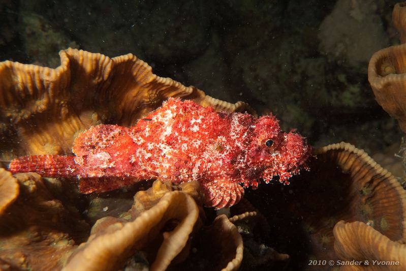 Bearded scorpionfish (Scorpaenopsis barbata)