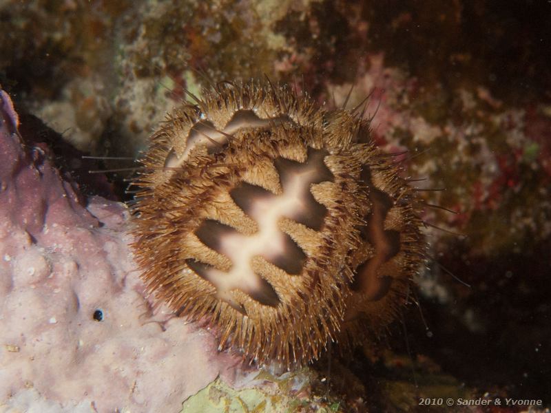 Sea urchin (not found)