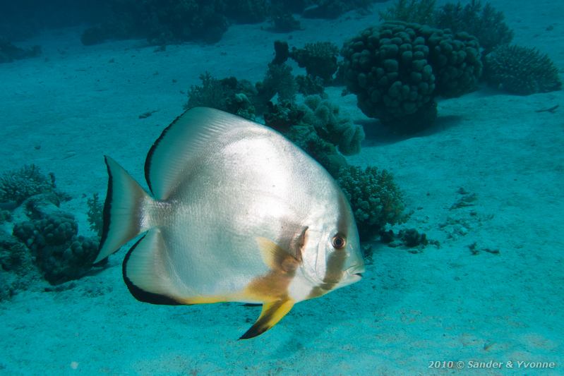 Circular batfish (Platax orbicularis)