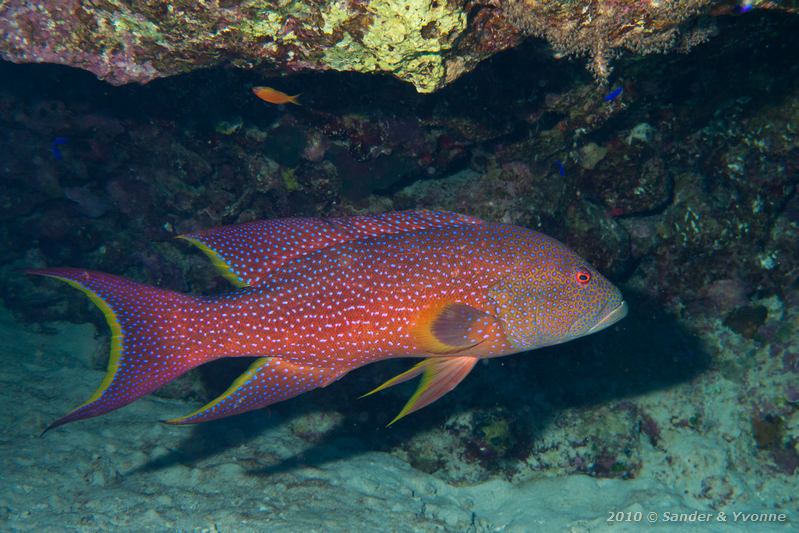 Moon grouper (Variola louti)