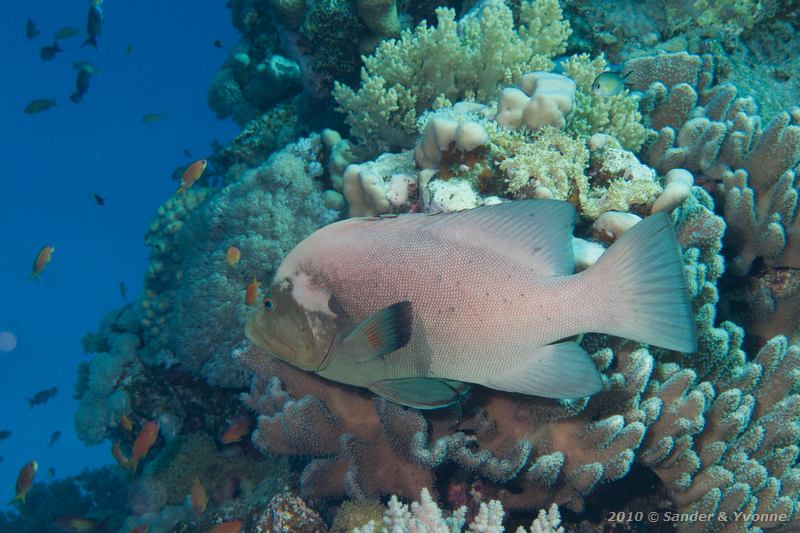 Redmouth grouper (Aethaloperca rogaa)