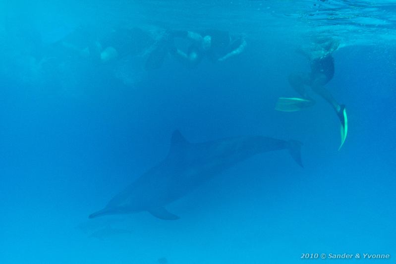 Spinner dolphin (Stenella longirostris)