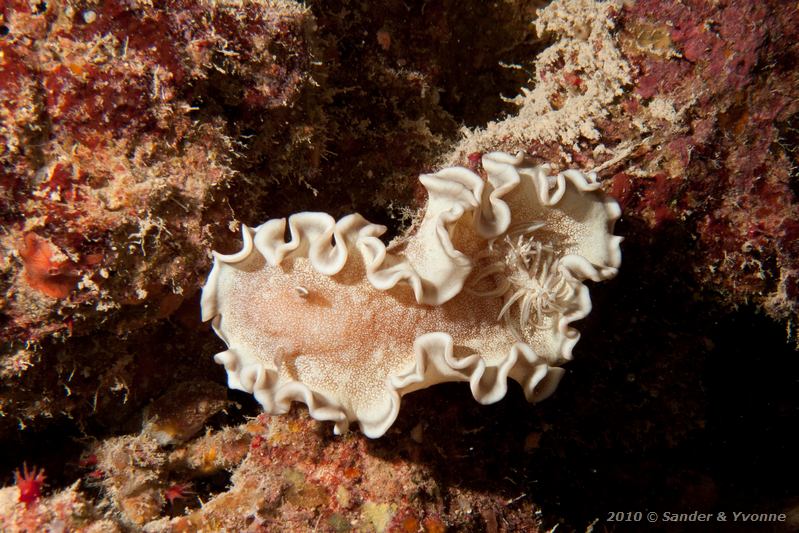 Grey-edged sea slug (Glossodoris hikuerensis)