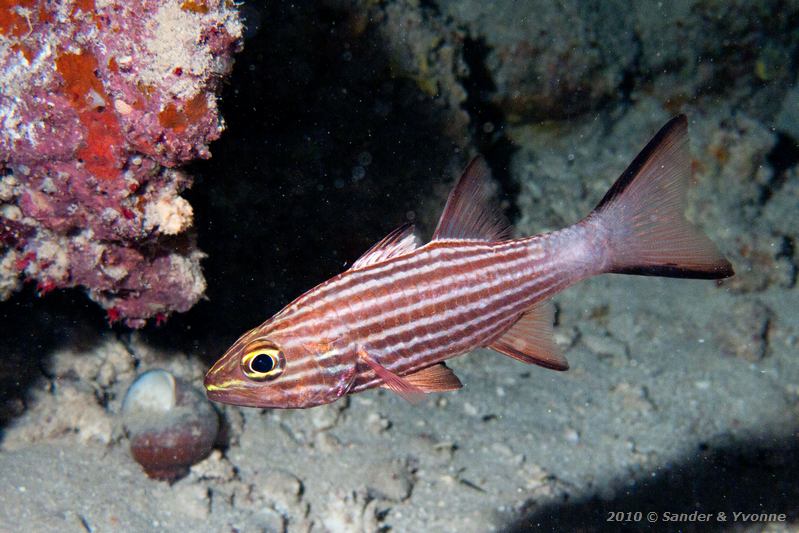 Tiger cardinalfish (Cheilodipterus macrodon)