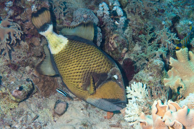 Titan triggerfish (Balistoides viridescens)