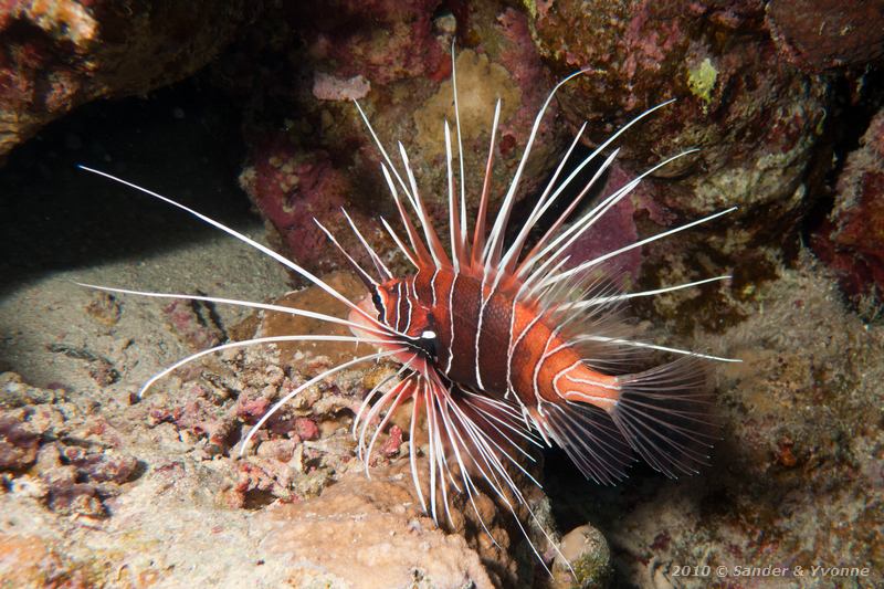 Clearfin lionfish (Pterois radiata)