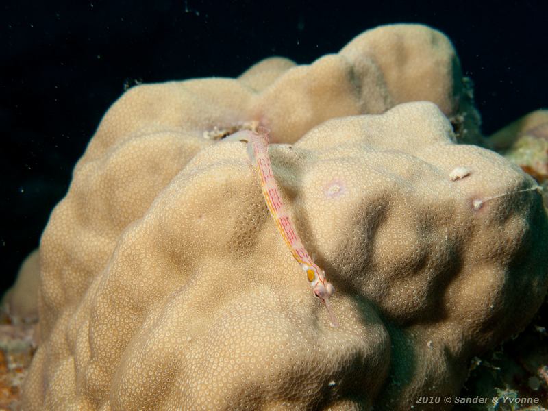 Black-breasted pipefish (Corythoichthys nigripectus)