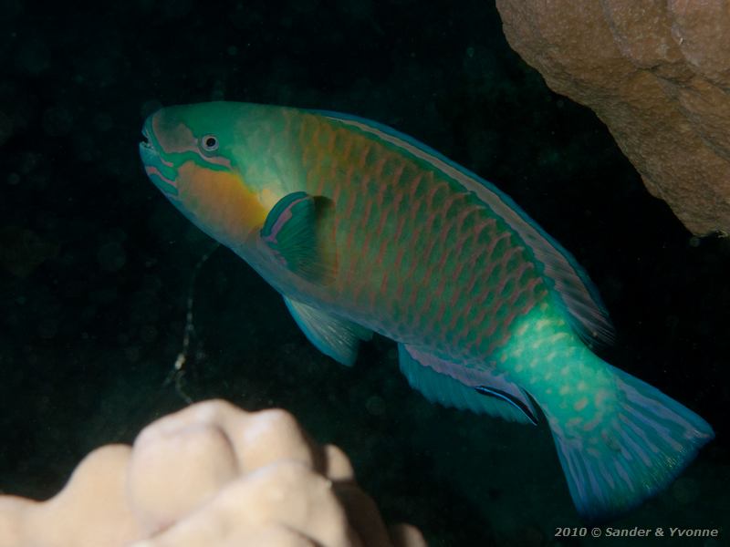 Bullethead parrotfish (Chlorurus sordidus)