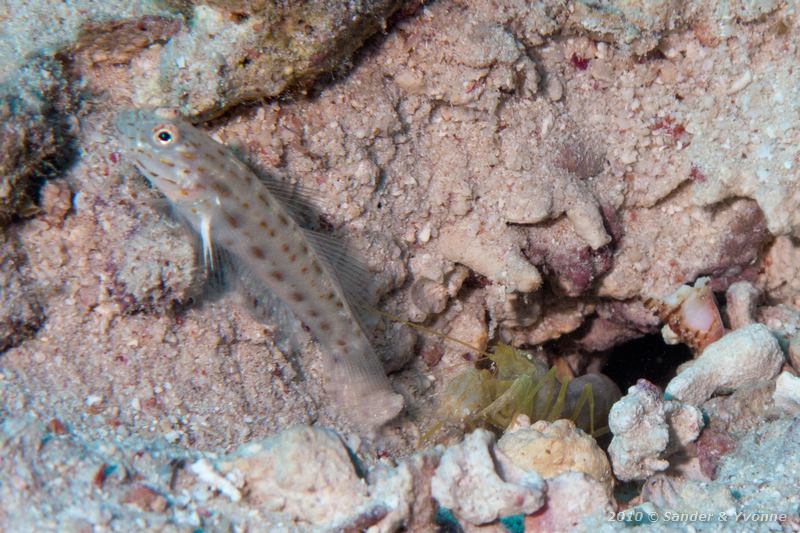 Seychelles shrimpgoby (Ctenogobiops maculosus) with shrimp (Alpheus rapax)