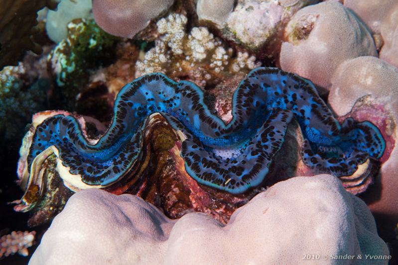 Squamose giant clam (Tridacna squamosa)