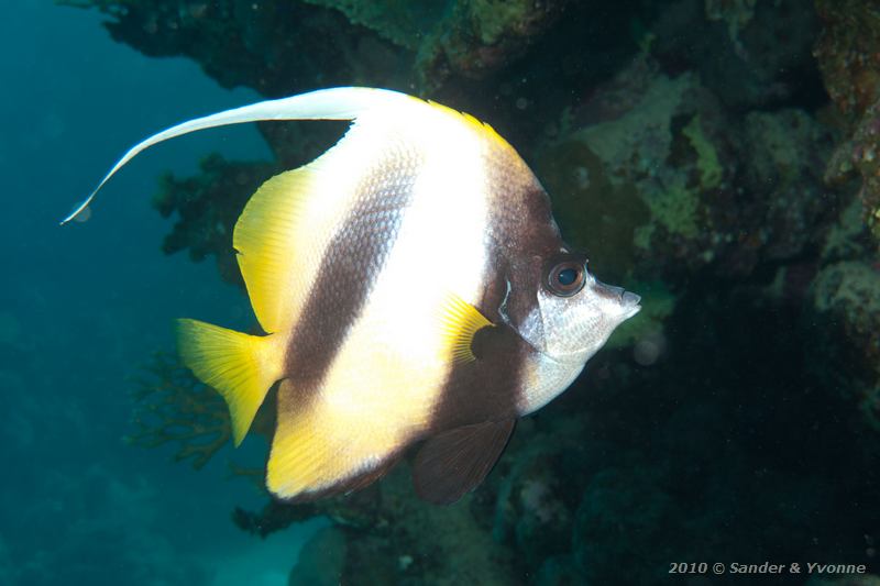 Red sea bannerfish (Heniochus intermedius)