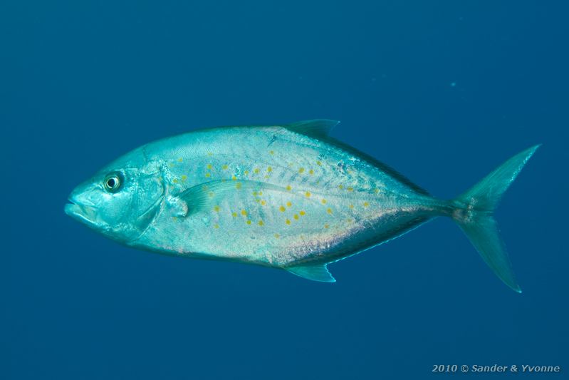 Orange-spotted trevally (Carangoides bajad)