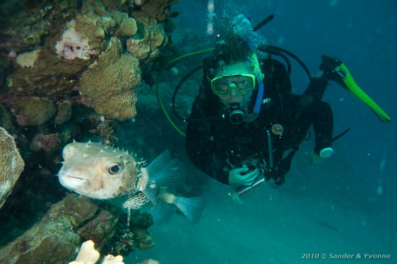 Yellowspotted burrfish (Cyclichthys spilostylus) with Yvonne