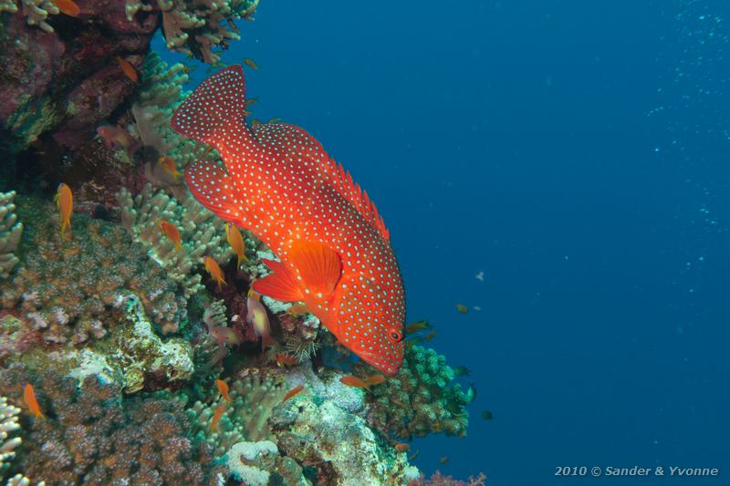 Coral grouper (Cephalopholis miniata)