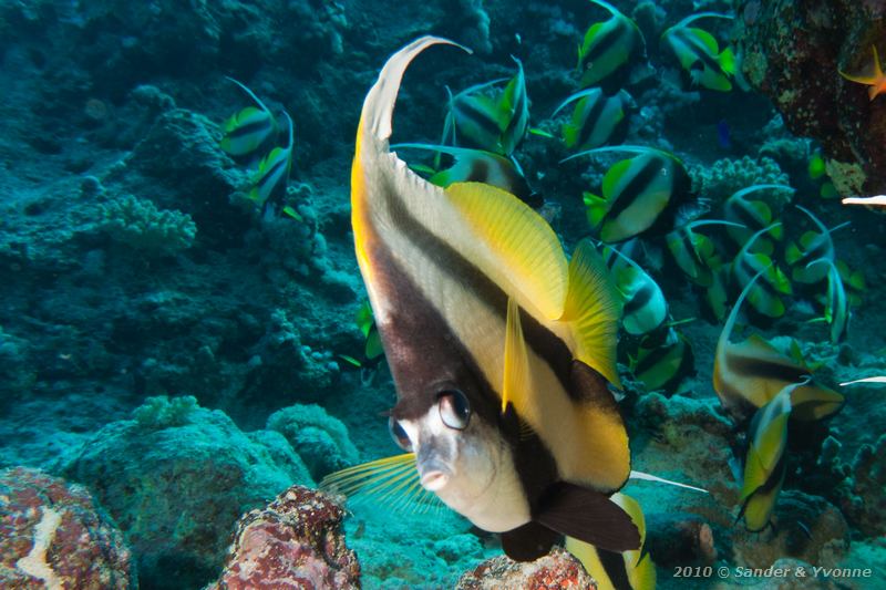 Red sea bannerfish (Heniochus intermedius)