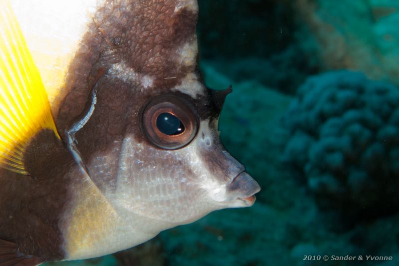 Red sea bannerfish (Heniochus intermedius)