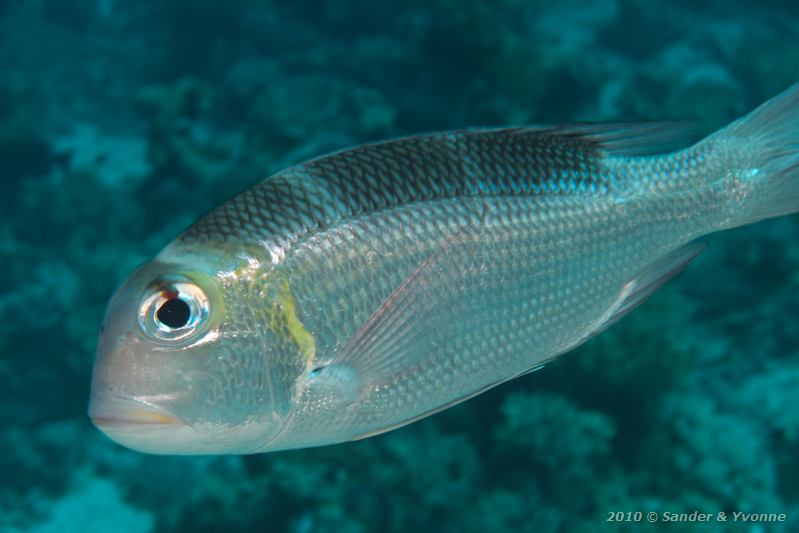 Bigeye emperor (Monotaxis grandoculis)