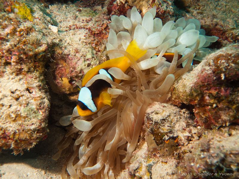 Red sea anemonefish (Amphiprion bicinctus)