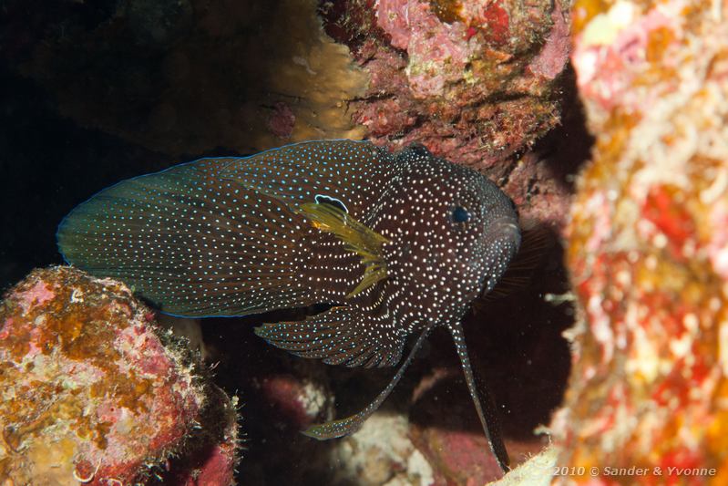 Comet longfin (Calloplesiops altivelis)