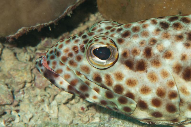 Greasy grouper (Epinephelus tauvina)