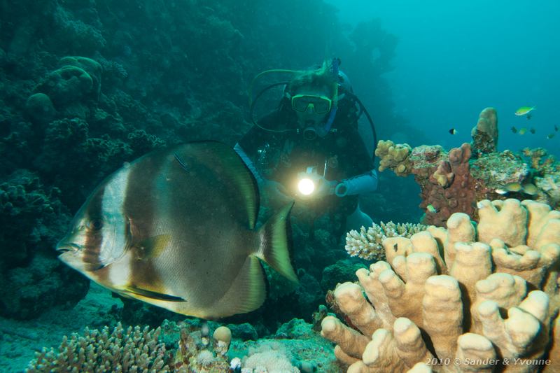 Circular batfish (Platax orbicularis) with Yvonne