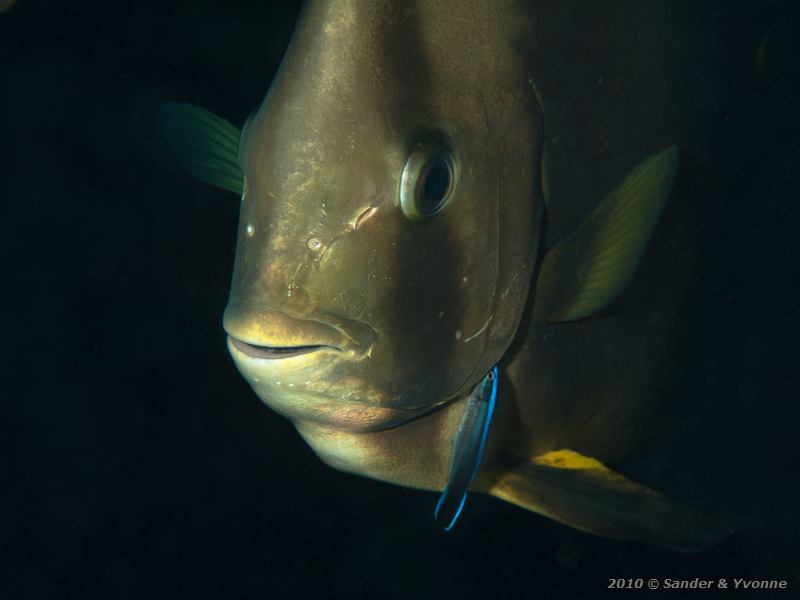 Circular batfish (Platax orbicularis) with common cleaner wrasse (Labroides dimidiatus)