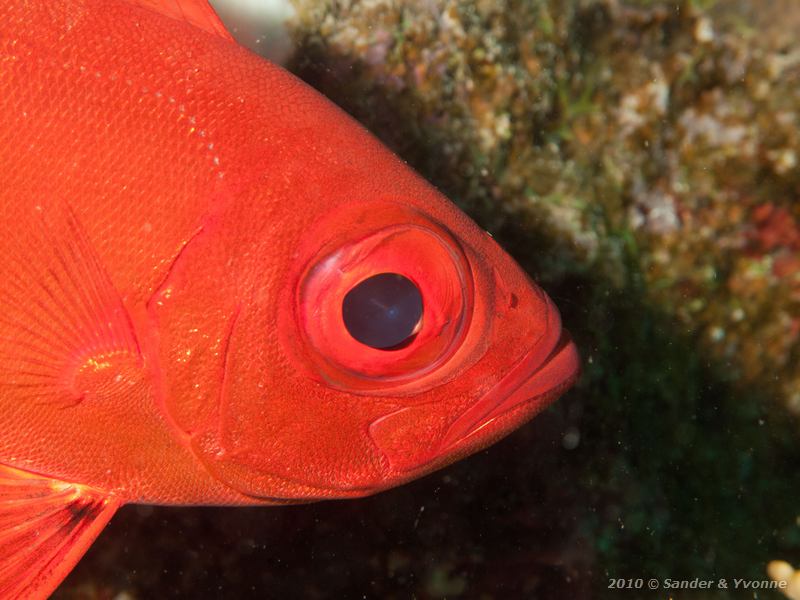 Common bigeye (Priacanthus hamrur)