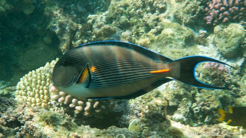 Arabian surgeonfish (Acanthurus sohal)