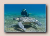 Yvonne met groene schildpad en zuigvis