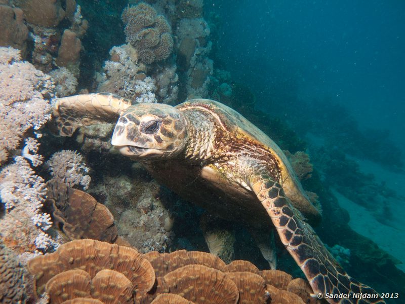 Hawksbill sea turtle (Eretmochelys imbricata) Marsa Shagra, Marsa Alam, Egypt