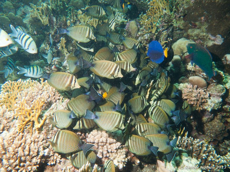 Sailfin tangs (Zebrasoma desjardinii) Marsa Shagra, Marsa Alam, Egypt