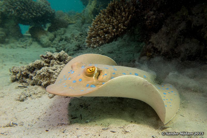 Blue spotted stingray (Taeniura lymma), Marsha Shagra Blauwgespikkelde pijlstaartrog