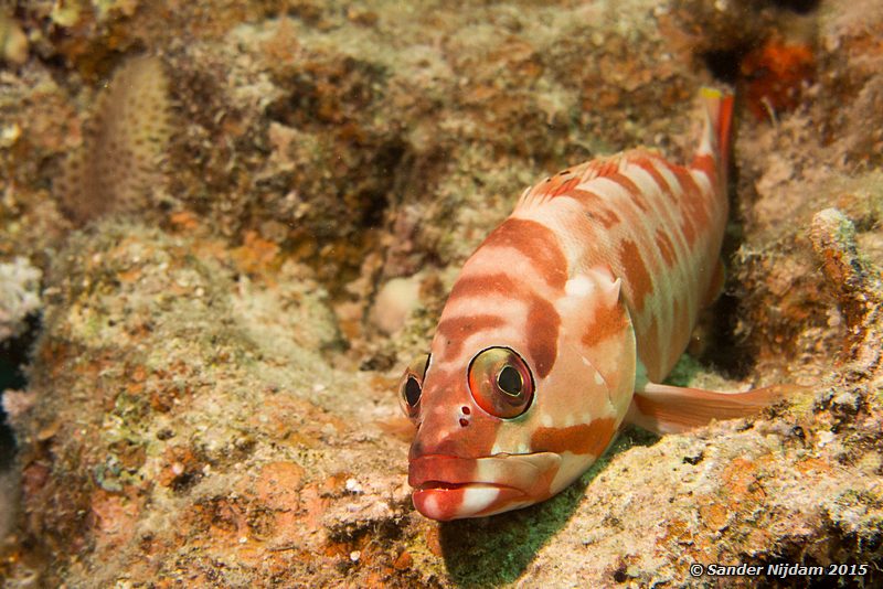 Blacktip grouper (Epinephelus fasciatus), Marsha Shagra Alpino tandbaars