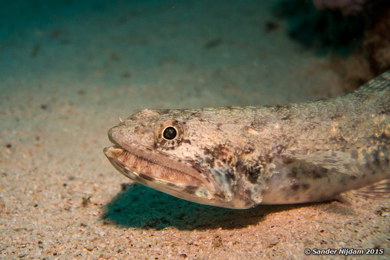 Sand lizardfish (Synodus dermatogenys), Marsha Shagra Rifhagedisvis