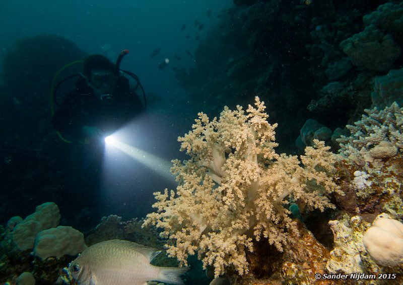 Ferdi with soft coral, Marsha Shagra Ferdi met zacht koraal