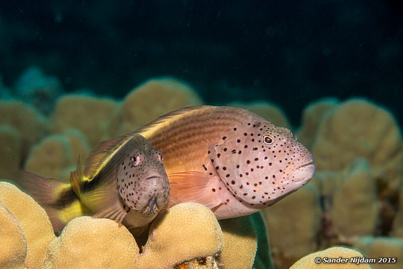 Freckled hawkfish (Paracirrhites forsteri), Marsha Shagra Slanke koraalklimmers