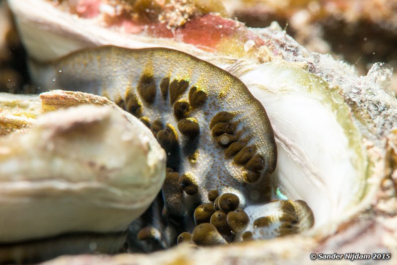 Squamose giant clam (Tridacna squamosa), Marsha Shagra Doopvontschelp