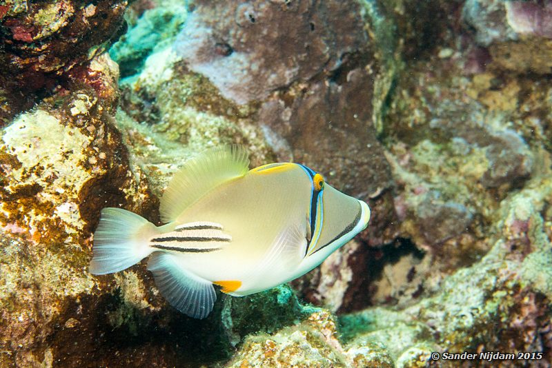 Arabian Picasso triggerfish (Rhinecanthus assasi), Marsha Shagra Arabische picassotrekkervis