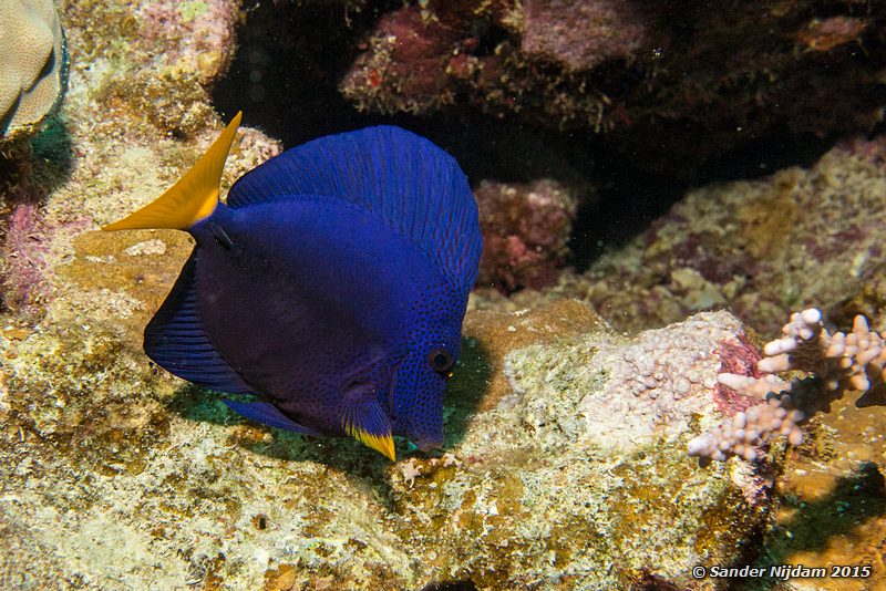 Yellowtail tang (Zebrasoma xanthurum), Nemo City Geelstaart zeilvindoktersvis