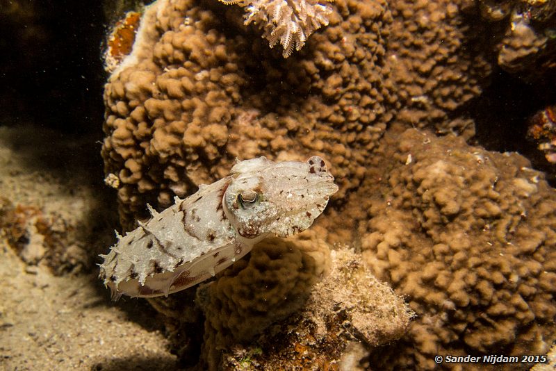 Hooded cuttlefish (Sepia prashadi), Marsa Shagra Kap sepia